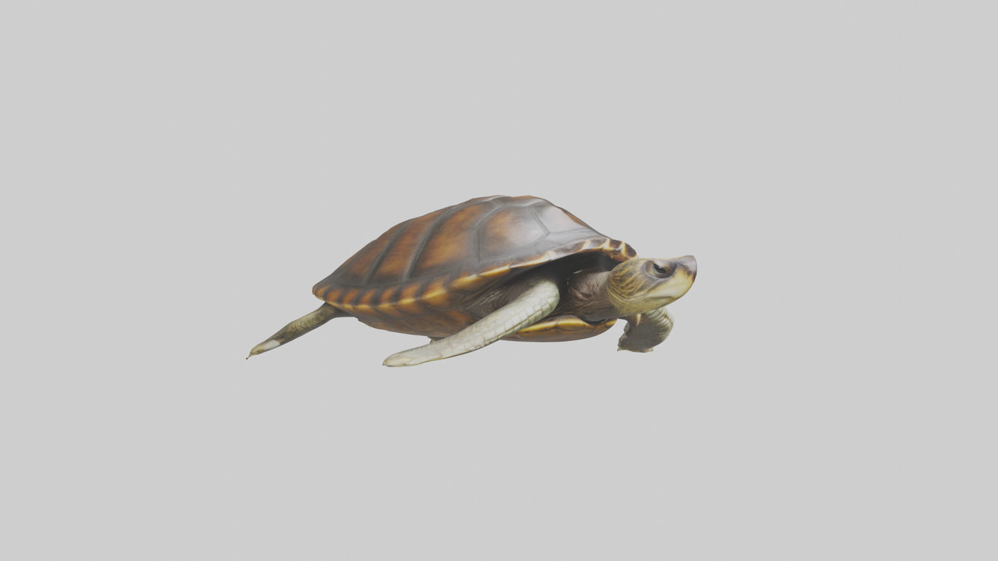 Japanese Pond Turtle swimming model VR / AR / low-poly