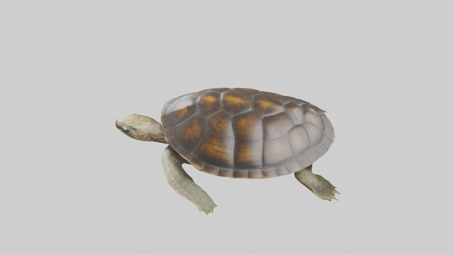 Japanese Pond Turtle swimming model VR / AR / low-poly