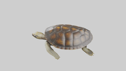Japanese Pond Turtle swimming model VR / AR / low-poly