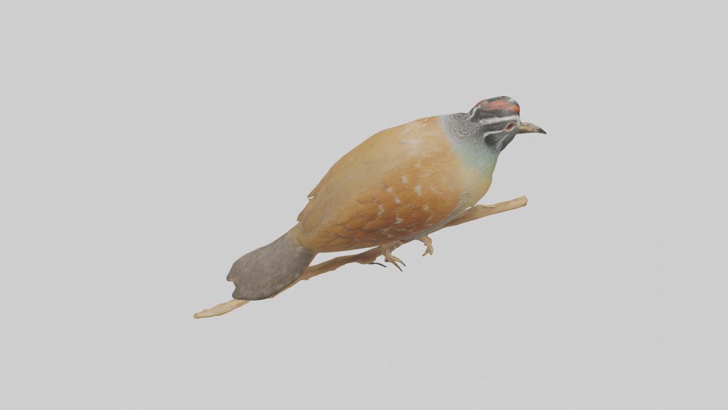 Japanese Quail perched model VR / AR / low-poly
