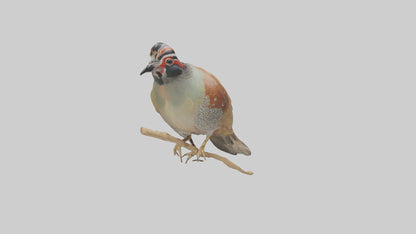 Japanese Quail perched model VR / AR / low-poly