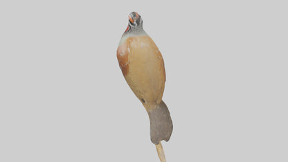 Japanese Quail perched model VR / AR / low-poly