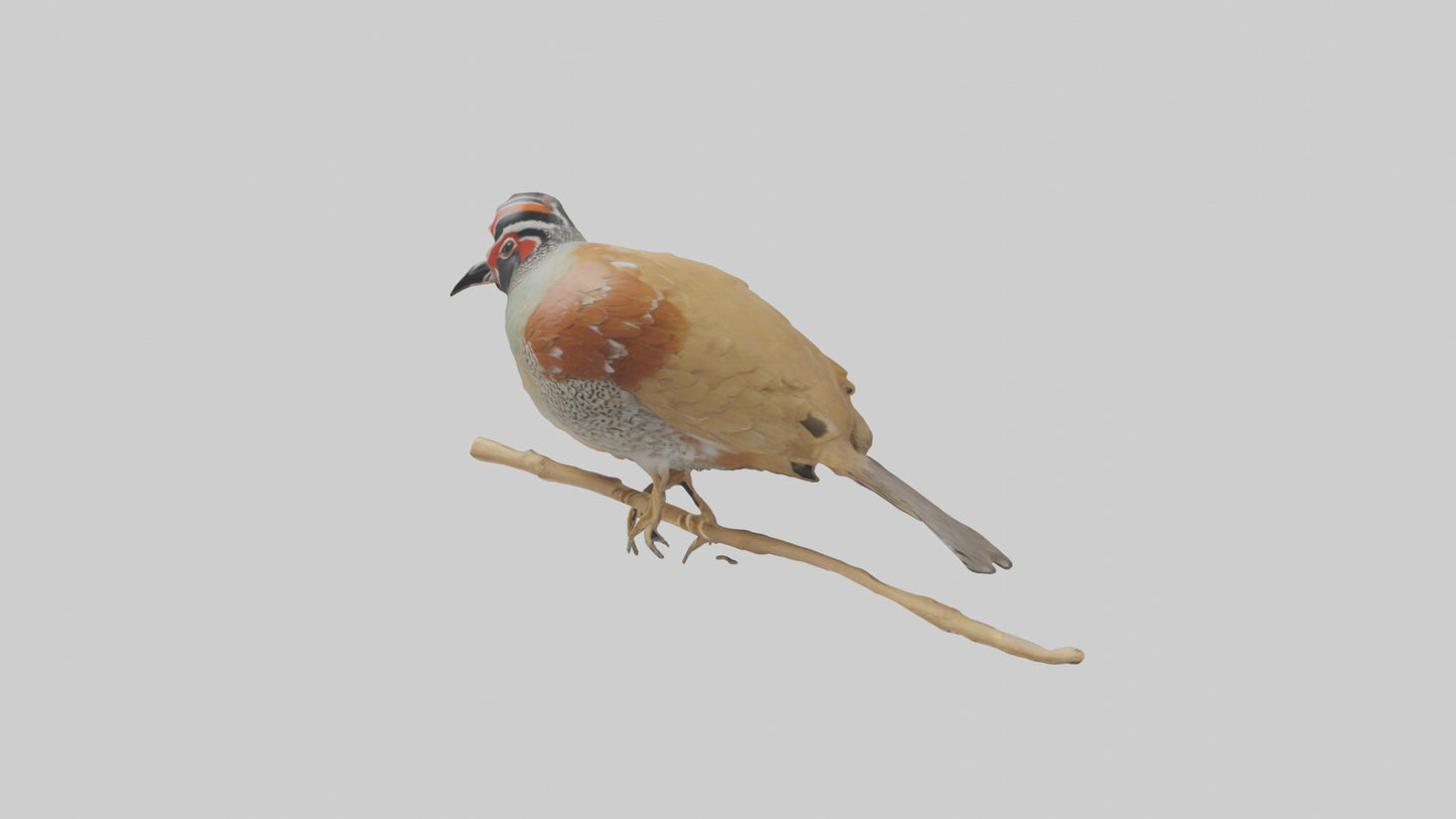 Japanese Quail perched model VR / AR / low-poly
