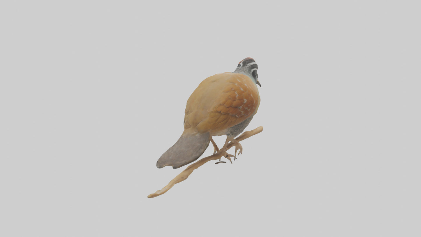 Japanese Quail perched model VR / AR / low-poly