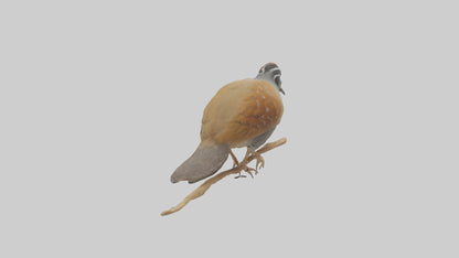 Japanese Quail perched model VR / AR / low-poly