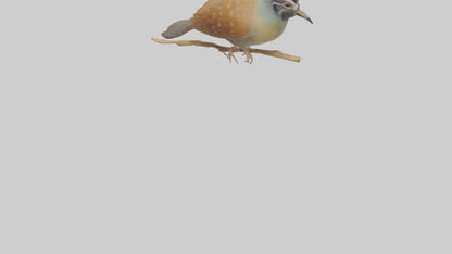 Japanese Quail perched model VR / AR / low-poly
