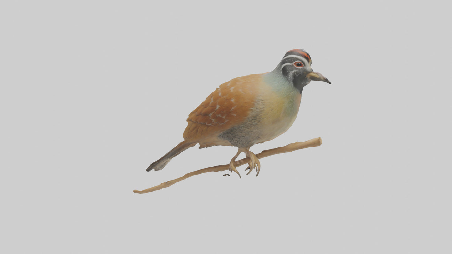 Japanese Quail perched model VR / AR / low-poly