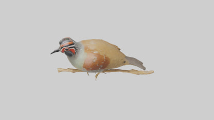 Japanese Quail perched model VR / AR / low-poly