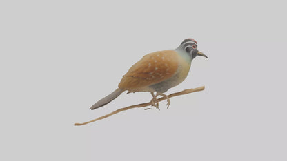 Japanese Quail perched model VR / AR / low-poly