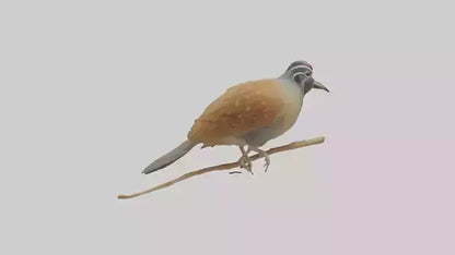 Japanese Quail perched model VR / AR / low-poly
