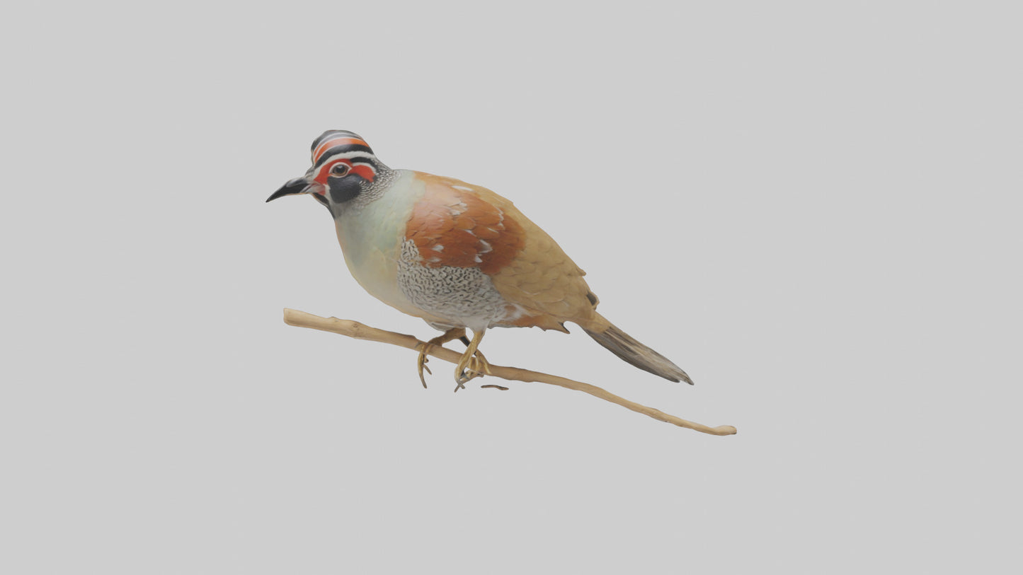 Japanese Quail perched model VR / AR / low-poly