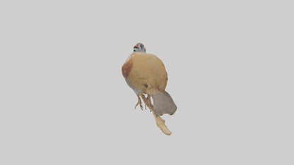 Japanese Quail perched model VR / AR / low-poly