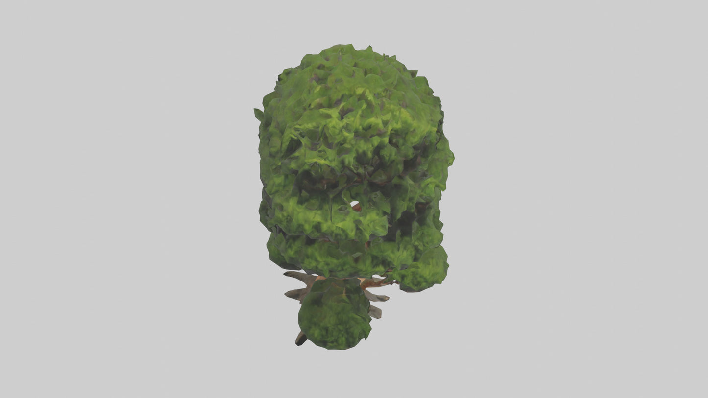 Japanese Yew tree model VR / AR / low-poly