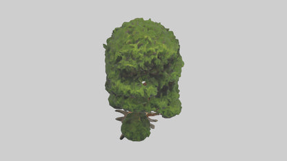 Japanese Yew tree model VR / AR / low-poly