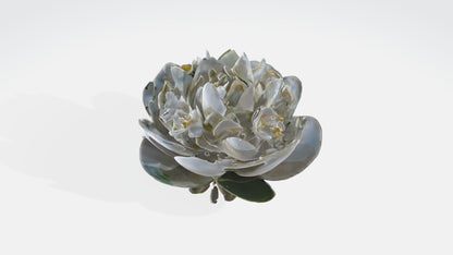 3D model Jasmine flowers VR / AR / low-poly