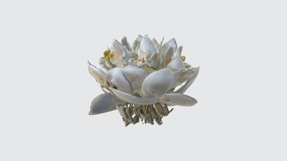 3D model Jasmine flowers VR / AR / low-poly
