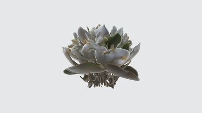 3D model Jasmine flowers VR / AR / low-poly