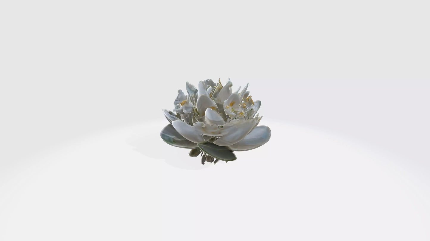3D model Jasmine flowers VR / AR / low-poly