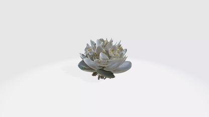 3D model Jasmine flowers VR / AR / low-poly