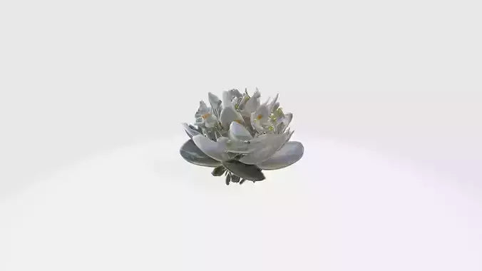 3D model Jasmine flowers VR / AR / low-poly