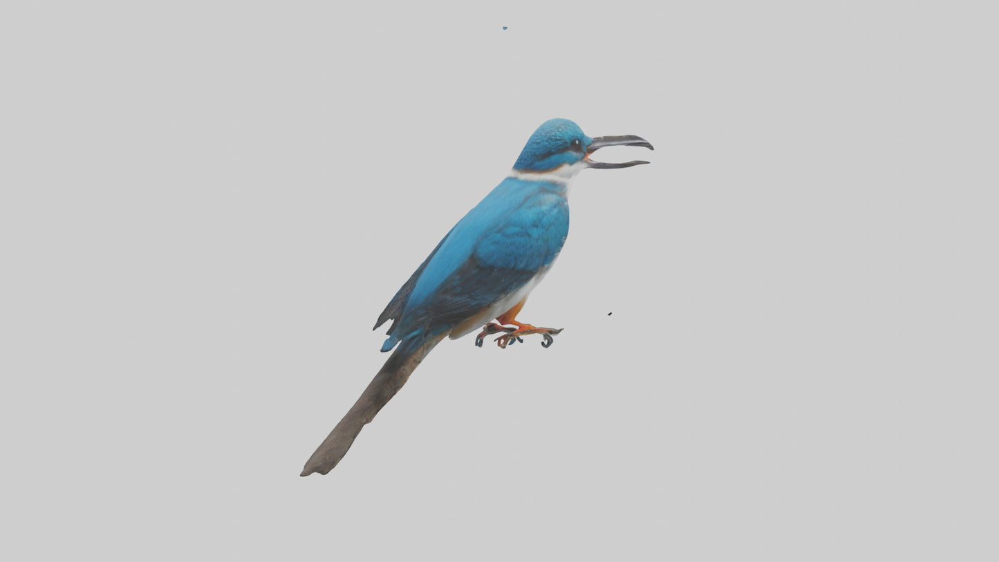 Javan Kingfisher perched model VR / AR / low-poly