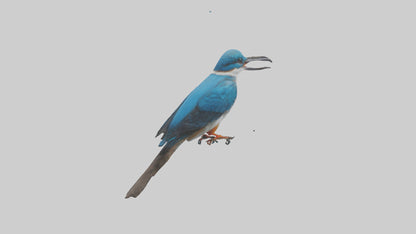 Javan Kingfisher perched model VR / AR / low-poly