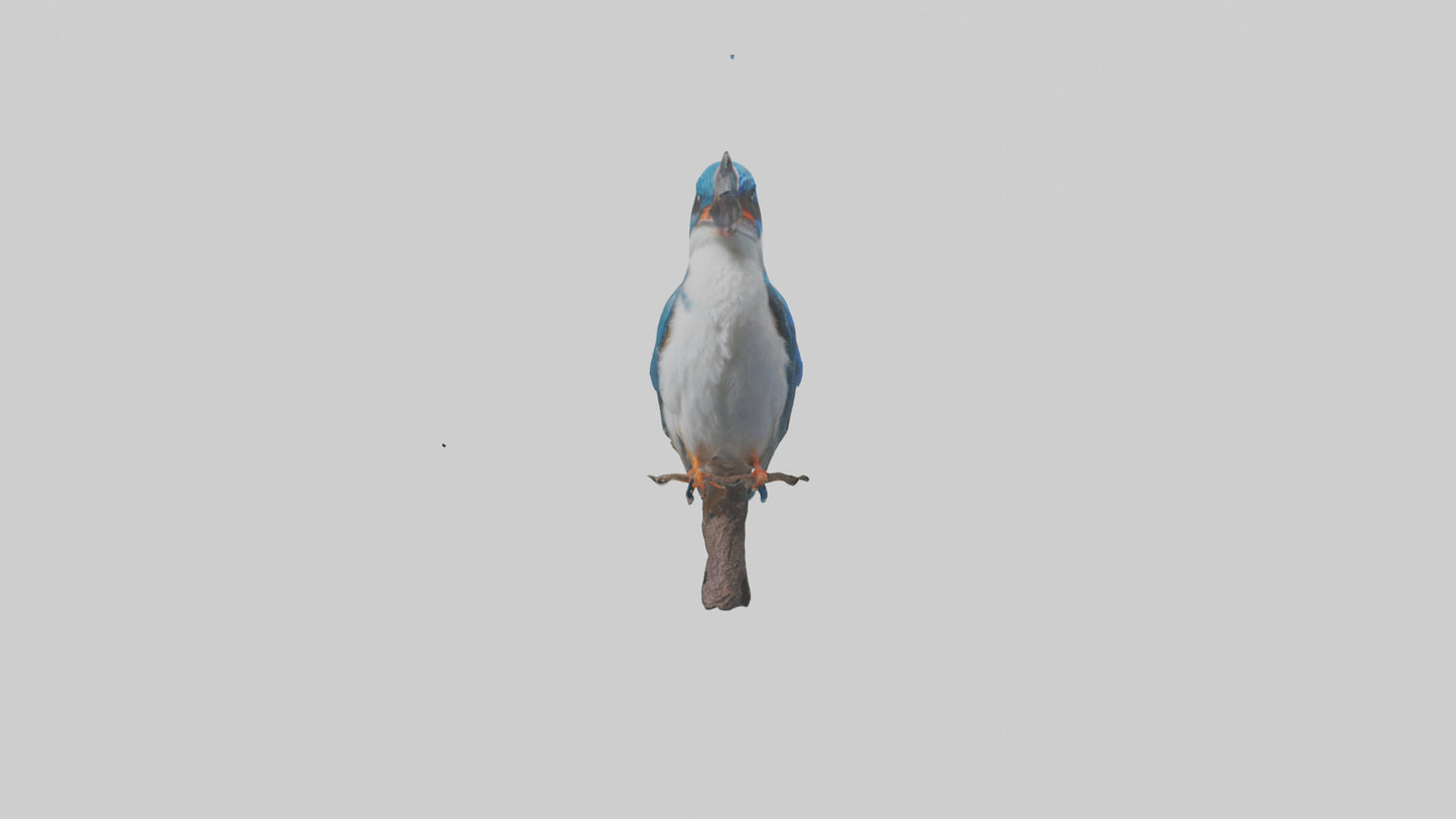 Javan Kingfisher perched model VR / AR / low-poly