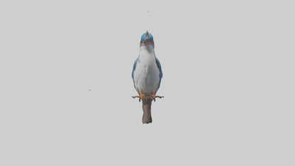 Javan Kingfisher perched model VR / AR / low-poly