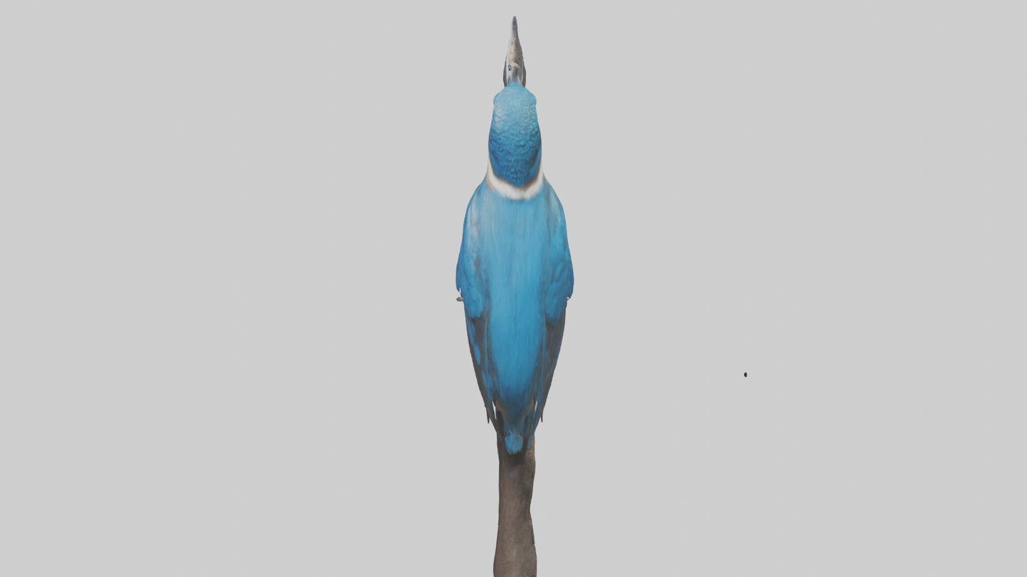 Javan Kingfisher perched model VR / AR / low-poly
