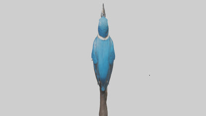 Javan Kingfisher perched model VR / AR / low-poly