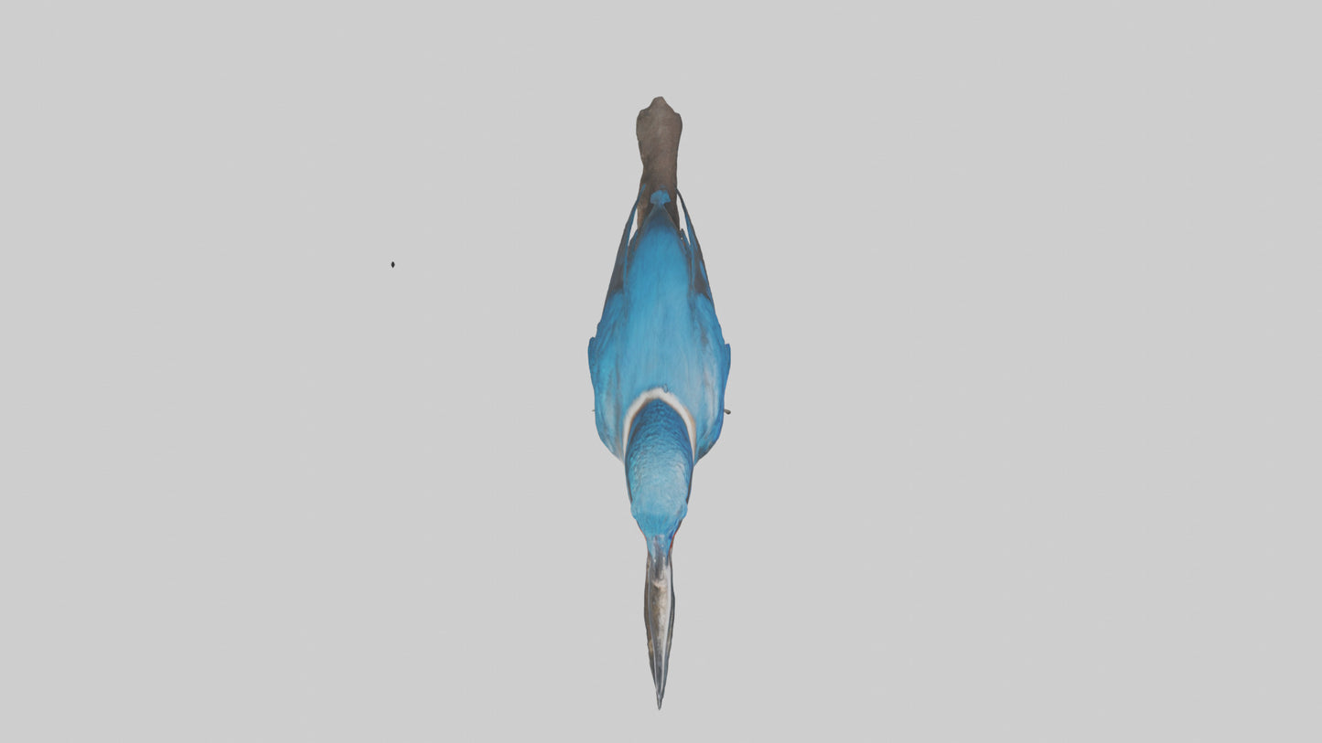 Javan Kingfisher perched model VR / AR / low-poly