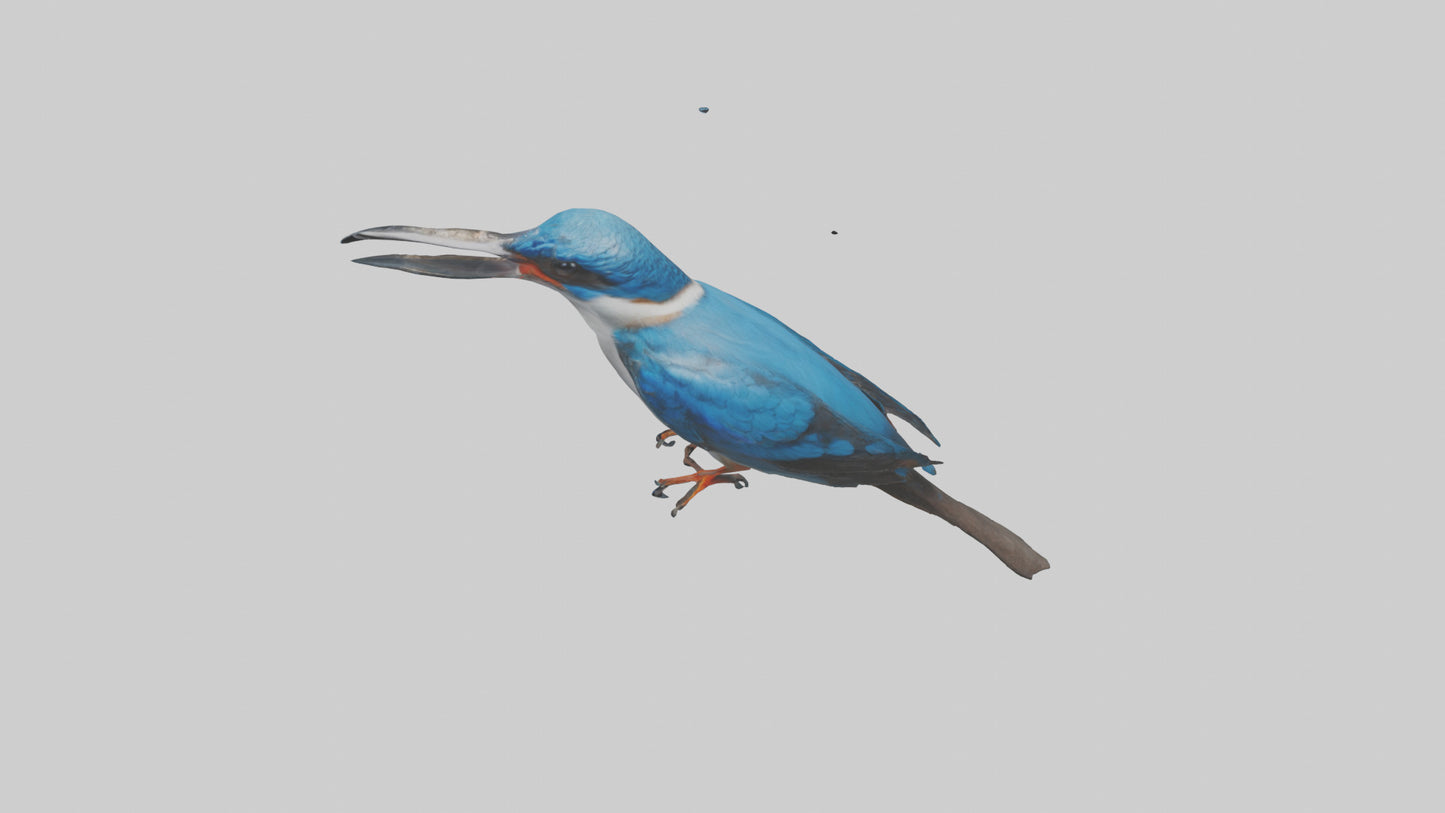 Javan Kingfisher perched model VR / AR / low-poly