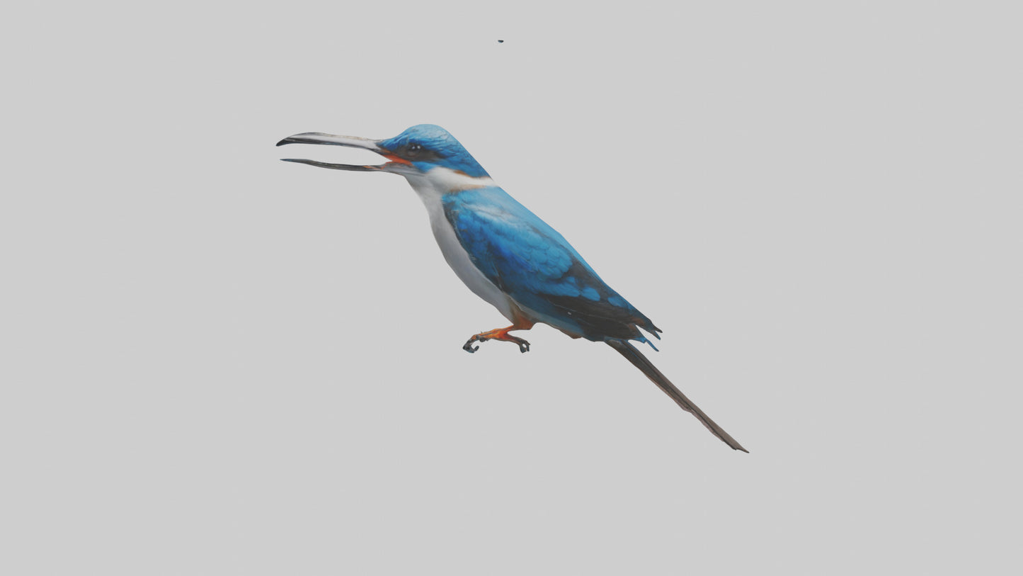 Javan Kingfisher perched model VR / AR / low-poly