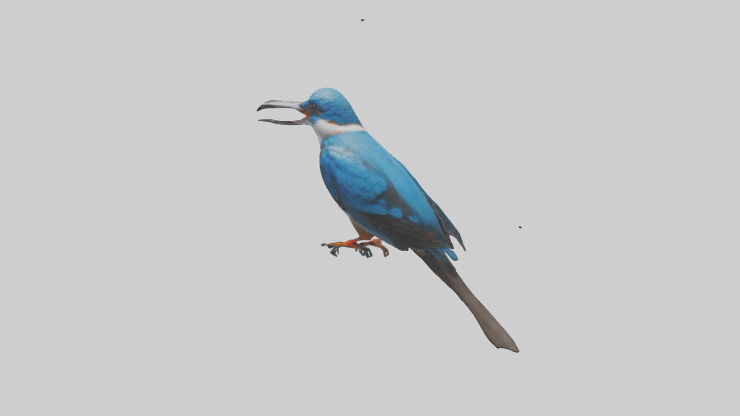 Javan Kingfisher perched model VR / AR / low-poly