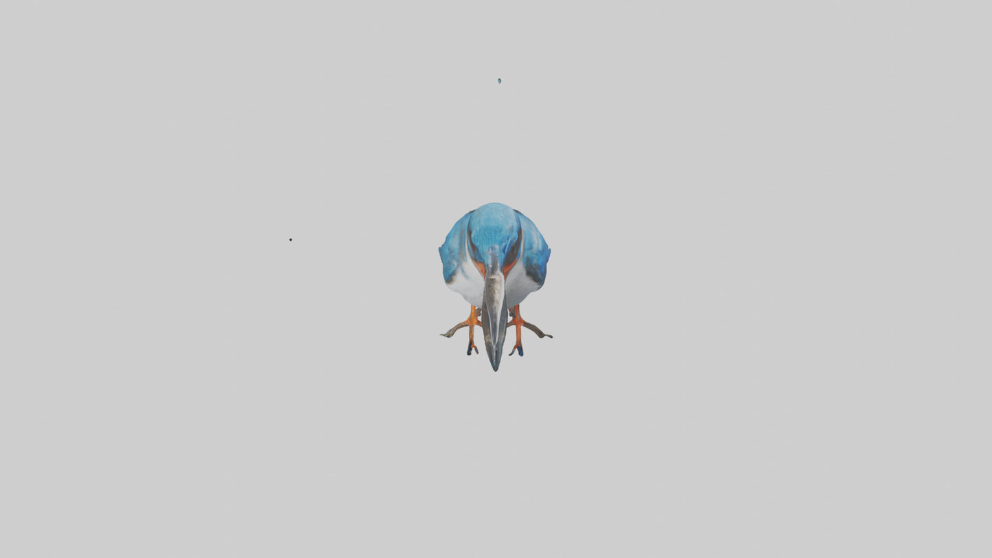Javan Kingfisher perched model VR / AR / low-poly
