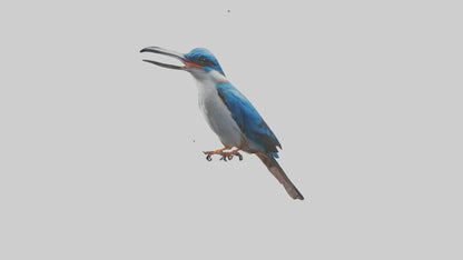 Javan Kingfisher perched model VR / AR / low-poly