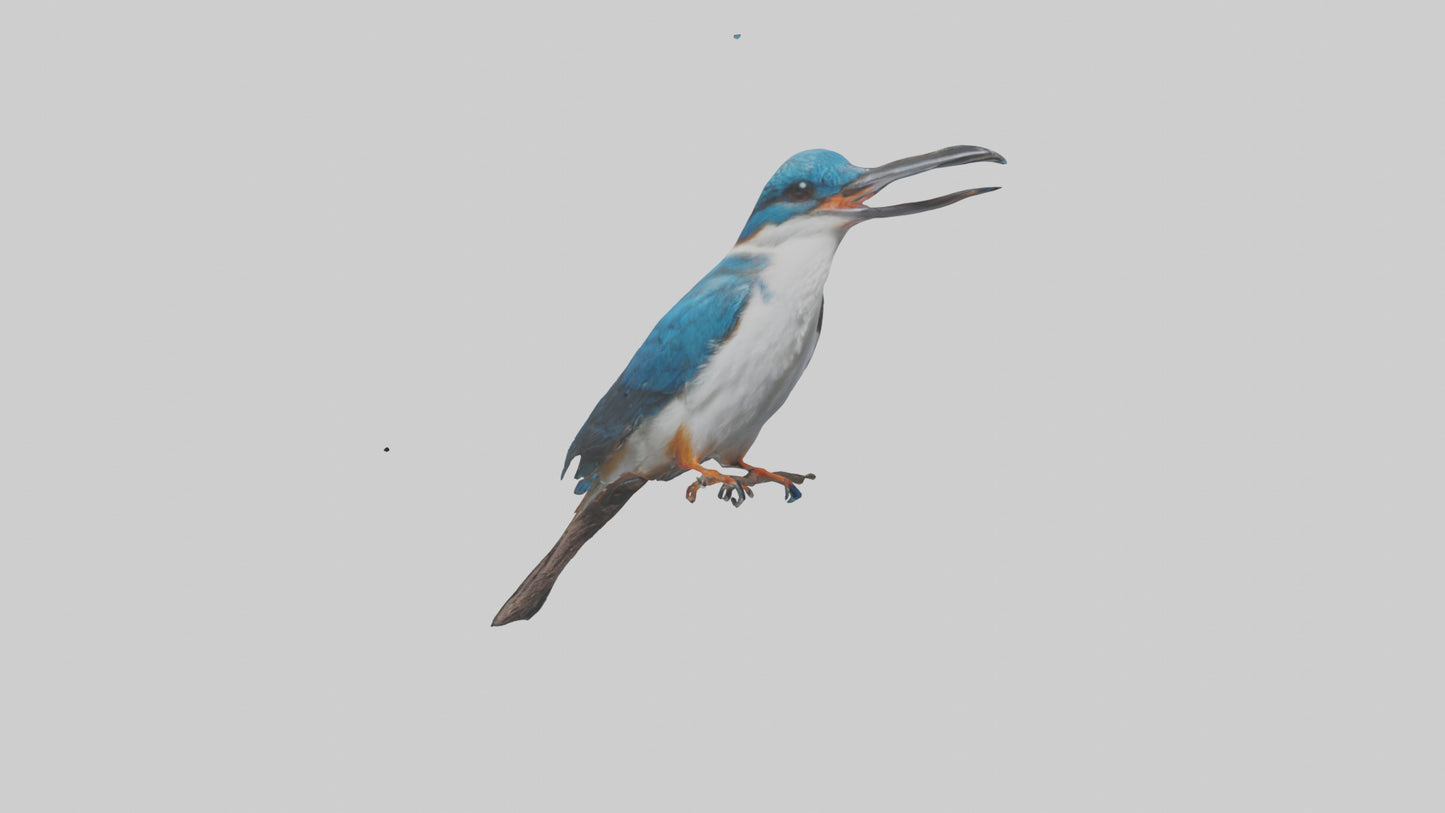 Javan Kingfisher perched model VR / AR / low-poly