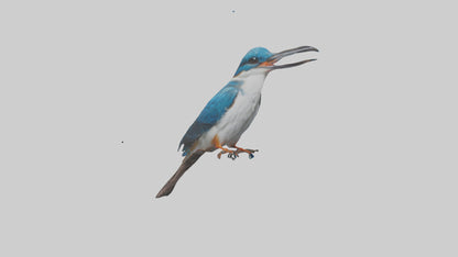 Javan Kingfisher perched model VR / AR / low-poly