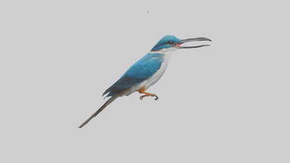 Javan Kingfisher perched model VR / AR / low-poly