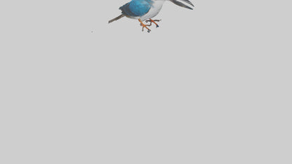 Javan Kingfisher perched model VR / AR / low-poly