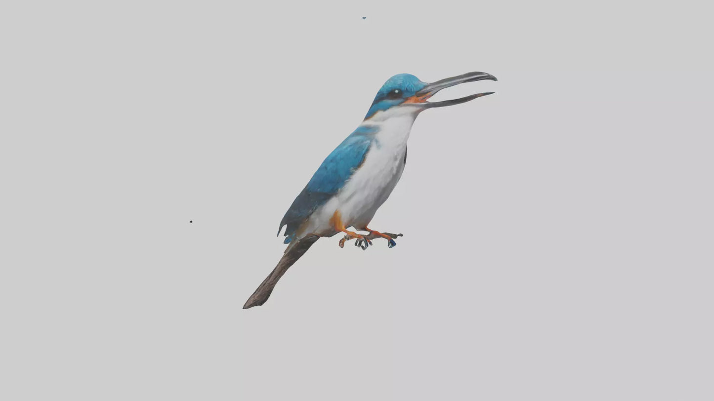 Javan Kingfisher perched model VR / AR / low-poly