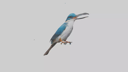 Javan Kingfisher perched model VR / AR / low-poly