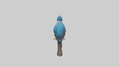 Javan Kingfisher perched model VR / AR / low-poly