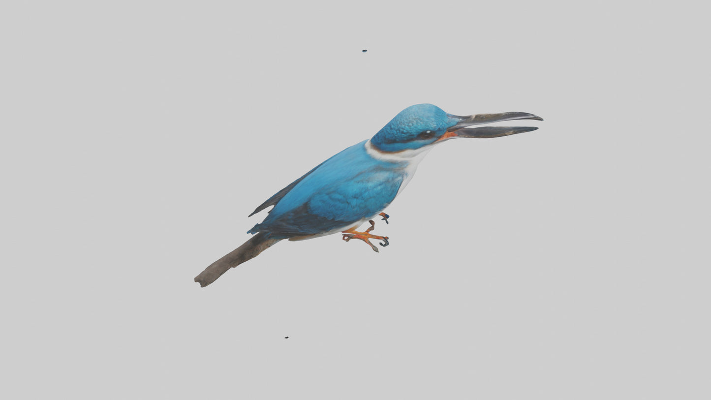 Javan Kingfisher perched model VR / AR / low-poly