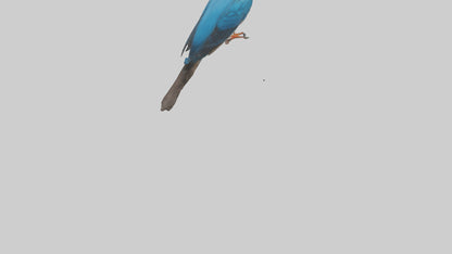 Javan Kingfisher perched model VR / AR / low-poly