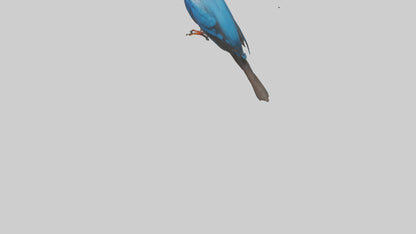 Javan Kingfisher perched model VR / AR / low-poly