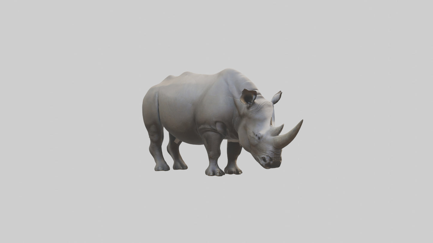 Javan Rhino grazing model VR / AR / low-poly