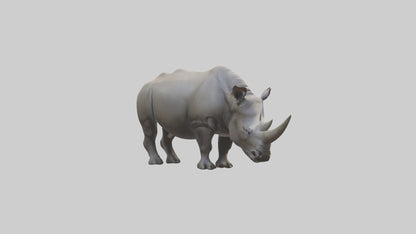 Javan Rhino grazing model VR / AR / low-poly
