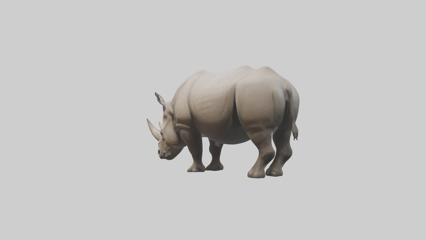 Javan Rhino grazing model VR / AR / low-poly