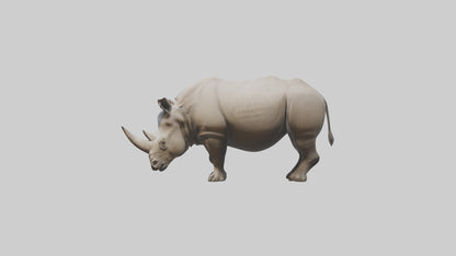 Javan Rhino grazing model VR / AR / low-poly
